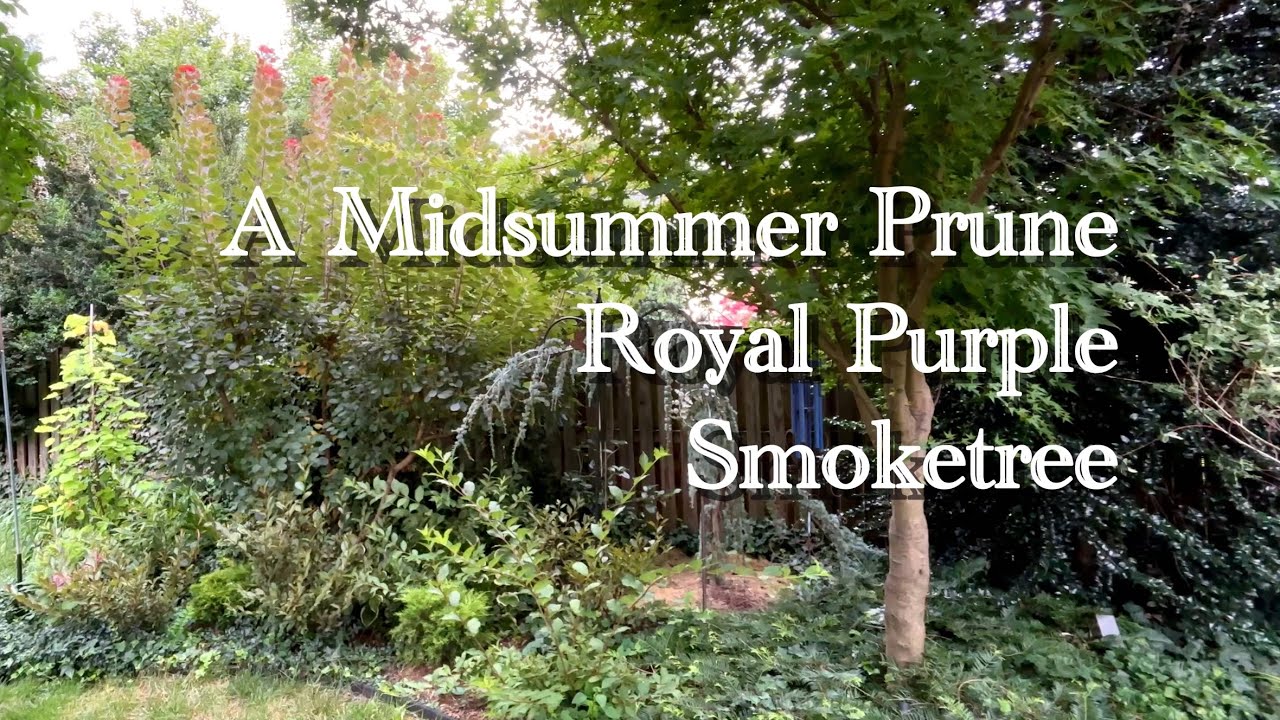 A Midsummer Prune Royal Purple Smoketree