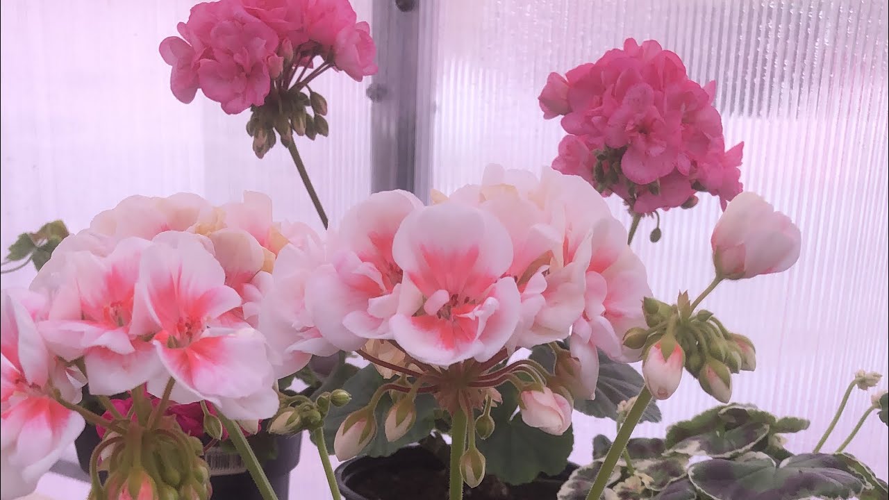 Обзор пеларгоний в теплице и на улице г.Казань 27.05