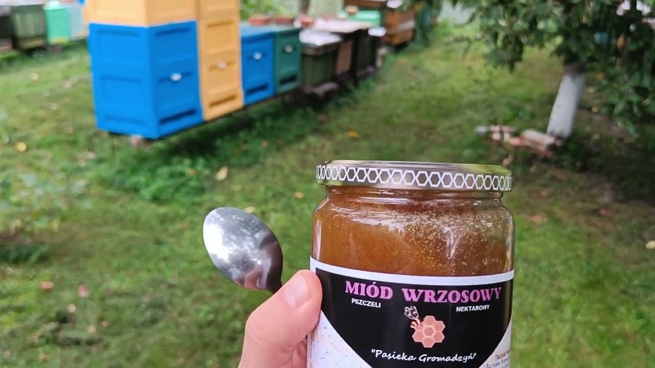 Miód wrzosowy, czy opłaca się wywozić pszczoły na wrzosowiska?