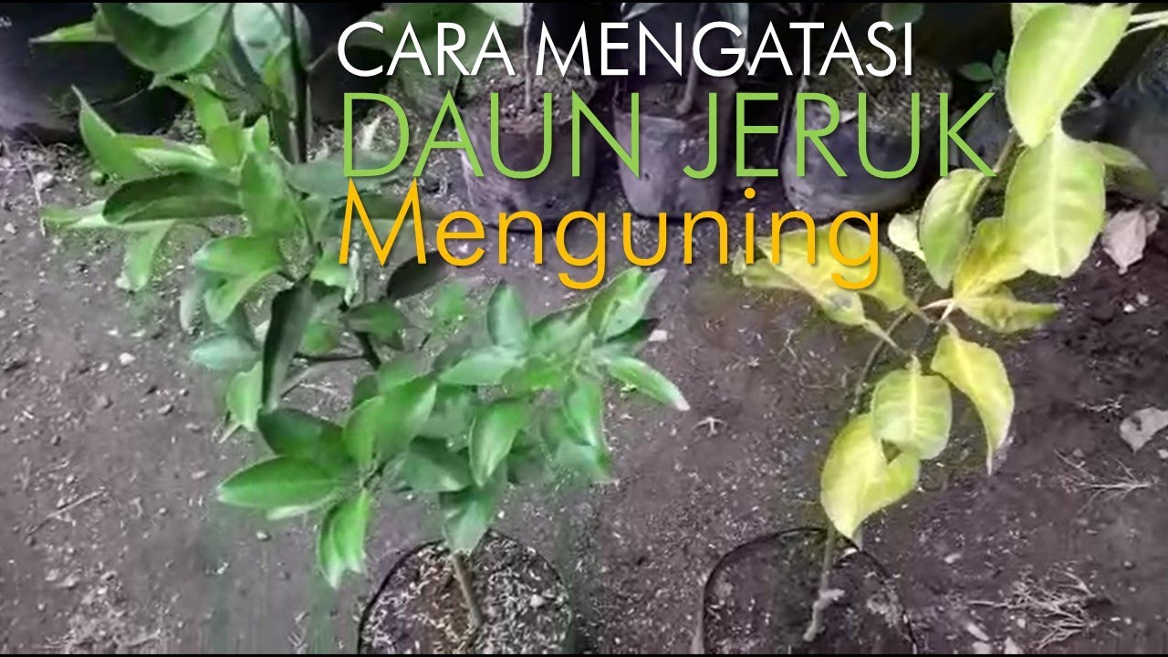 Cara mengatasi daun jeruk menguning