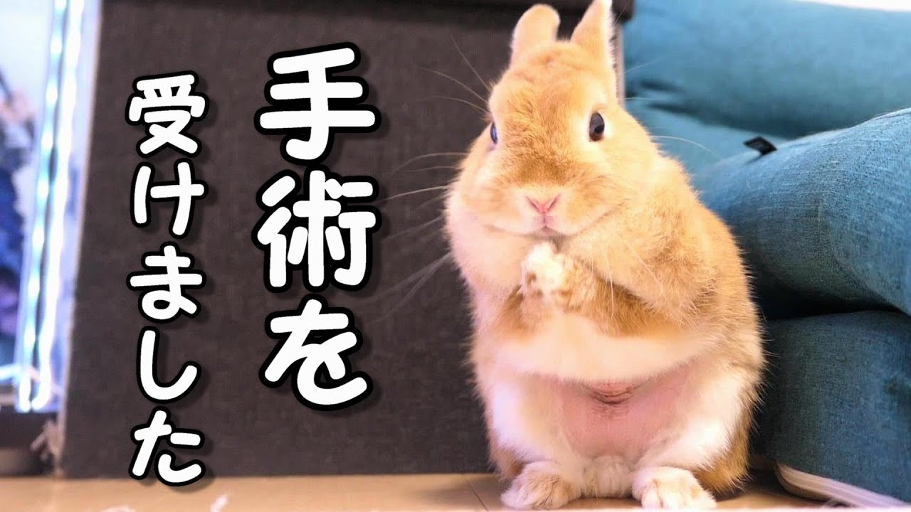 ウサギが避妊手術を受けて大変でした