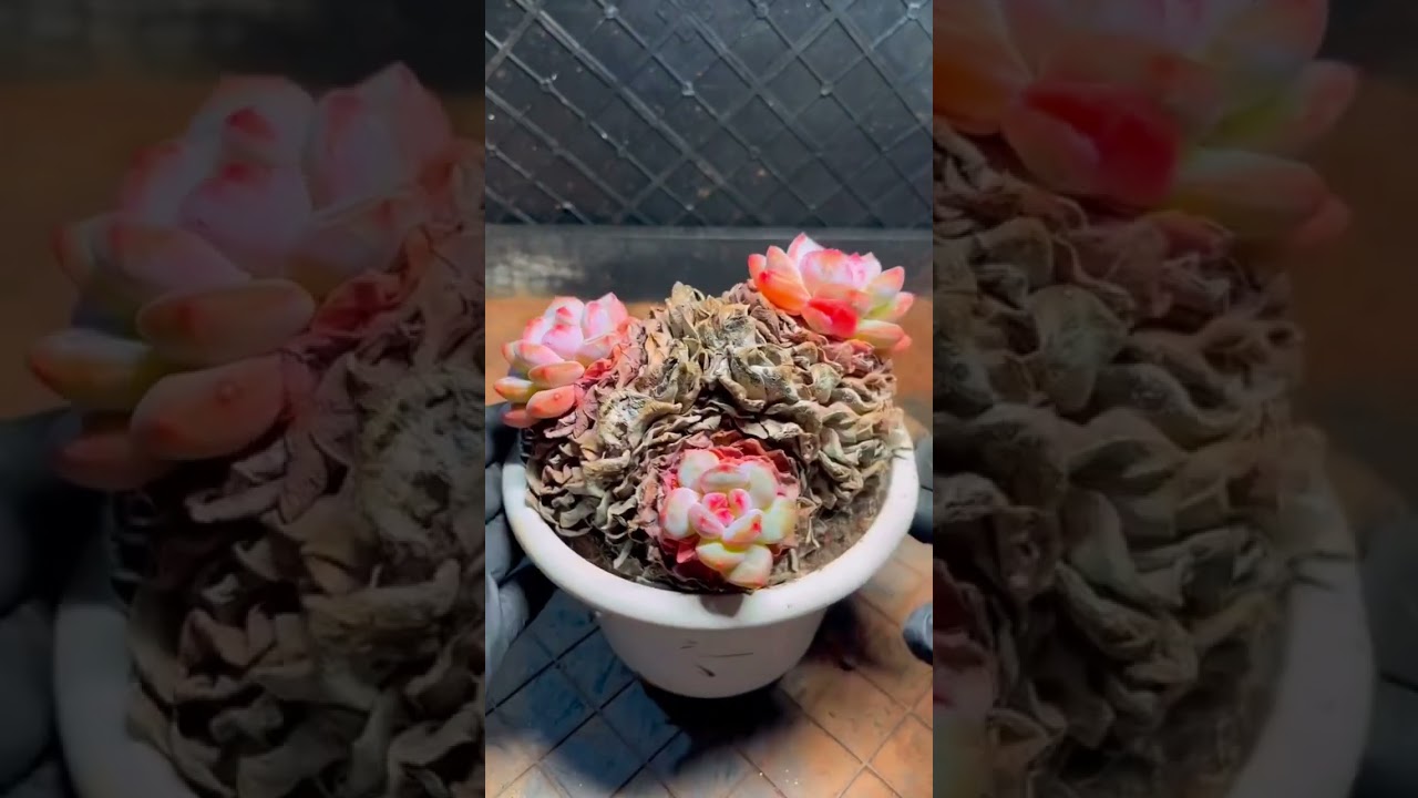 ULTRA CRUNCHY 🌵 Massive Dry Leaf Removal | Multi-Head Succulent DX / Deep Clean ASMR (No Talking)