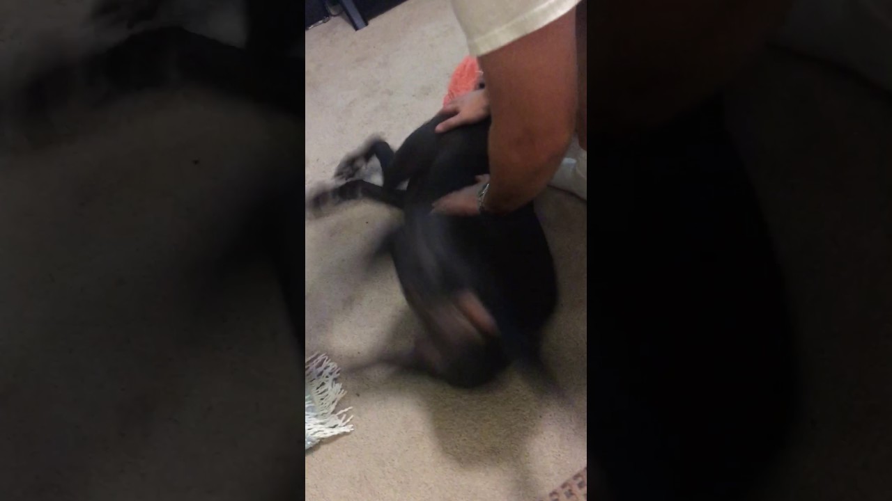 Grand mal seizure in greyhound