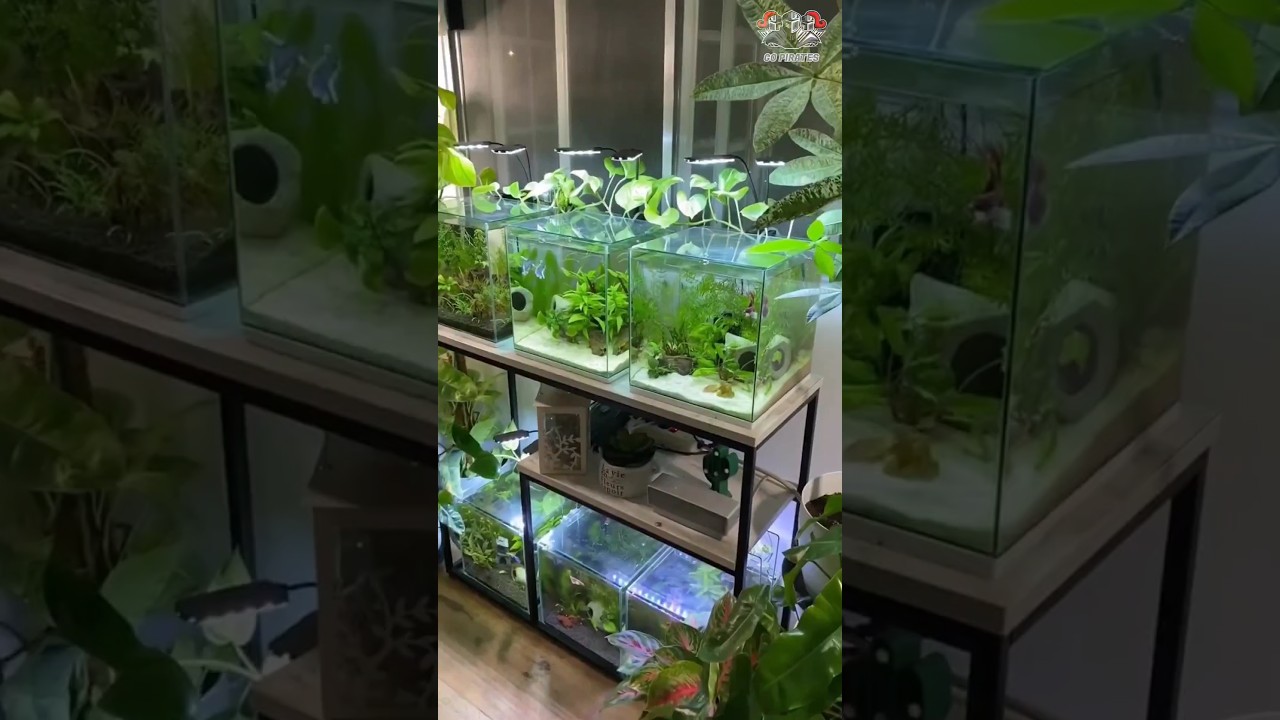 low budget betta tank setup. betta grow panna evaloo space theva??