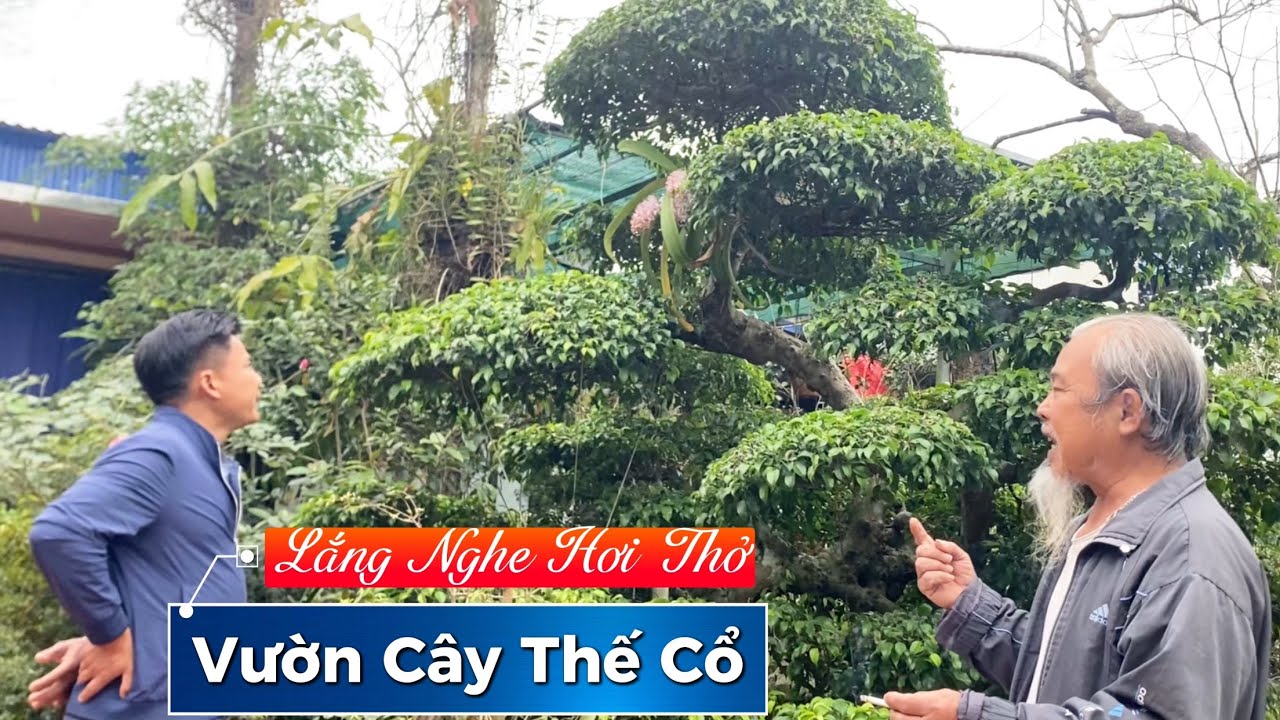 Lắng nghe hơi thở từ vườn cây thế cổ. 