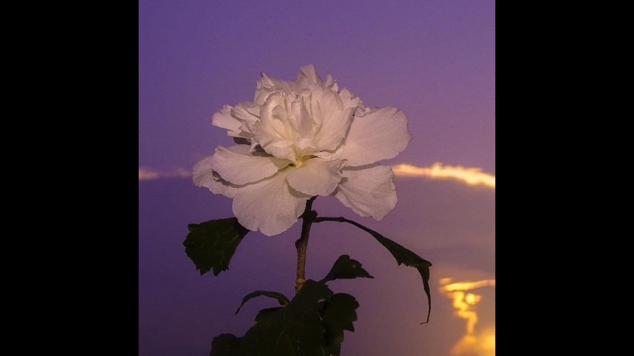 [FREE FOR PROFIT] Juice WRLD Type Beat  - 