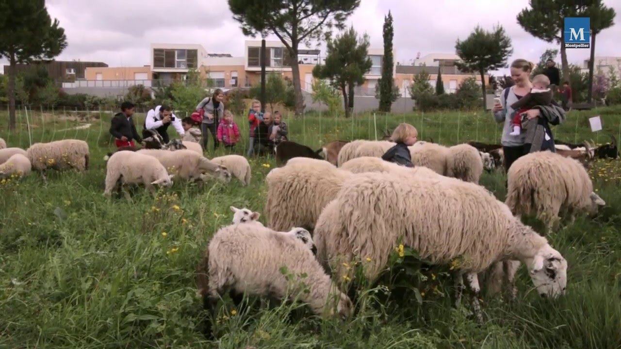 Éco Pâturage au Parc Malbosc, Montpellier