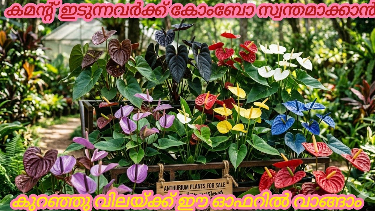 AnthuriumPlants#PlantSale# Don’t Miss This! 10 type Anthurium Plants for ₹1899/Best Anthurium Offer 
