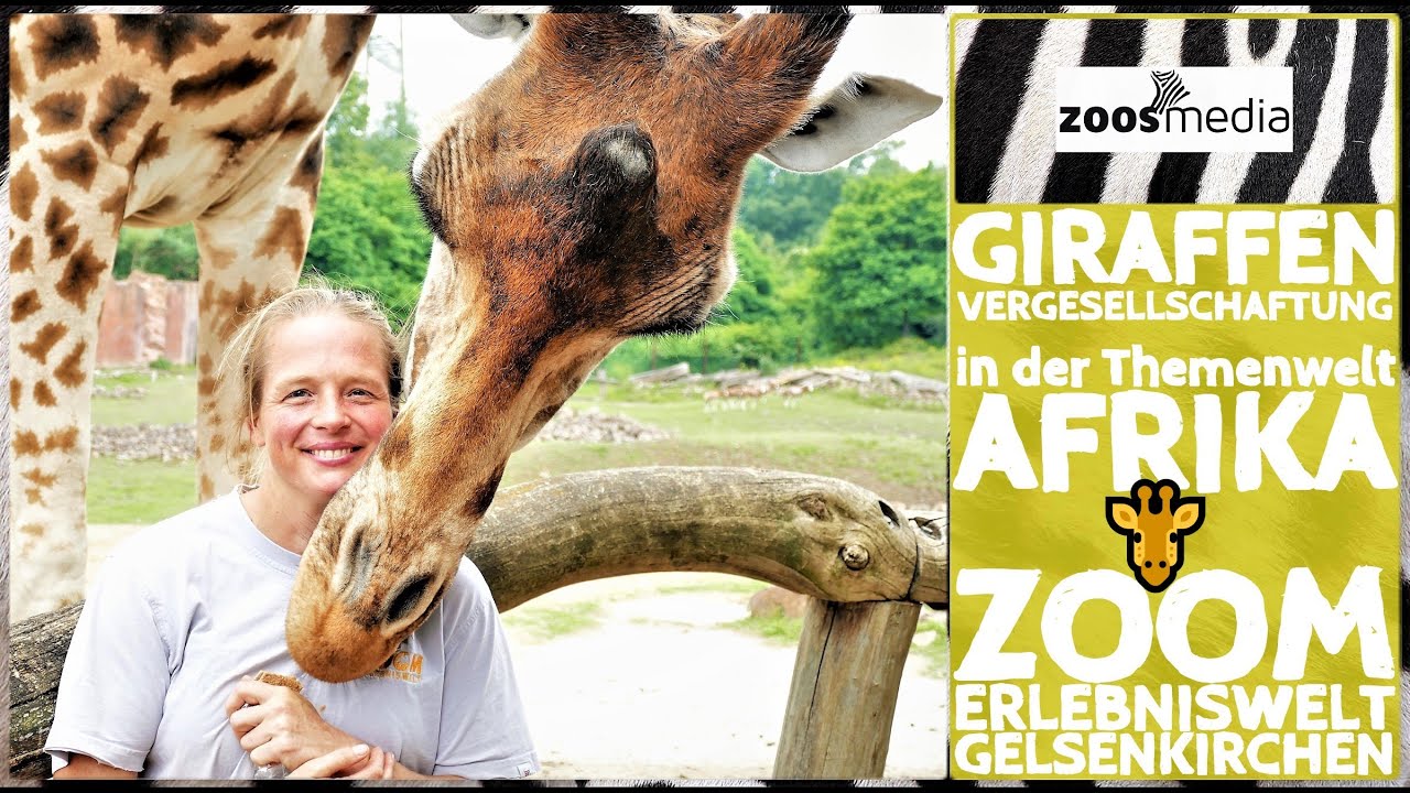 ZOOM Erlebniswelt Gelsenkirchen: GIRAFFEN in einer Afrika-WG 🦒 | zoos.media