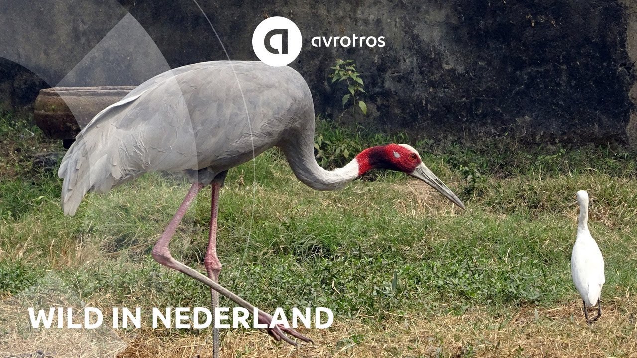 Wild in Nederland: de kraanvogel