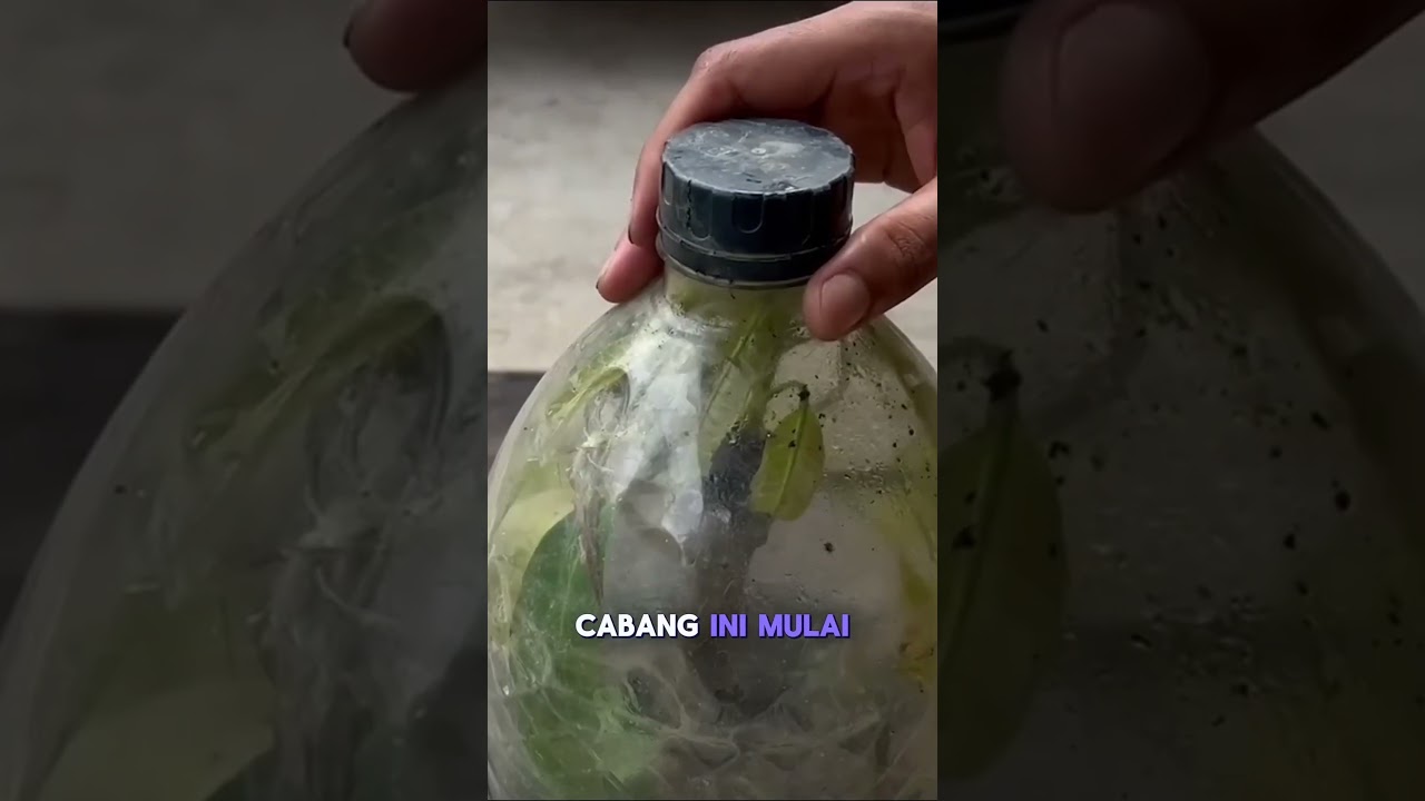 Unik! Gabungkan Apel & Mangga Jadi Satu Tanaman #diygarden #berkebundirumah