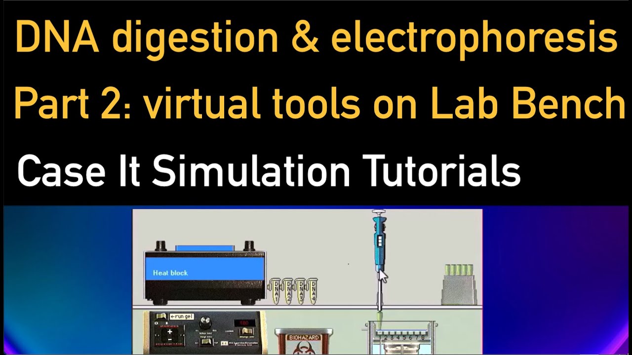 Part 2:  Restriction enzyme digestion and DNA electrophoresis: using virtual tools and gel data