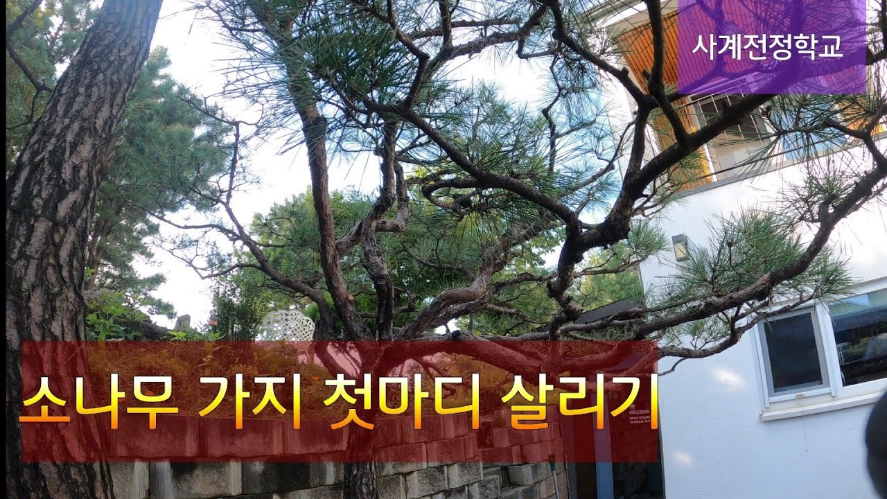 소나무 첫마디 살린다 #136사계전정학교 23 08 30