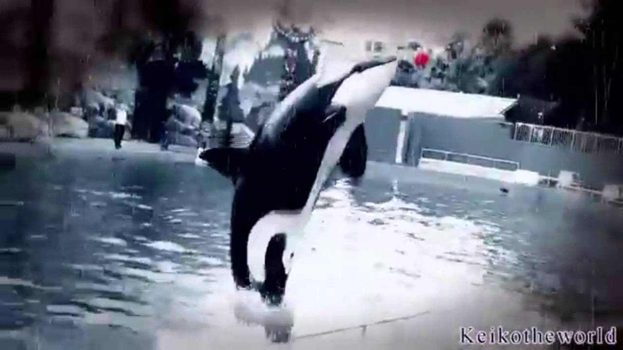 Warriors Orca MEP [ Complete ]