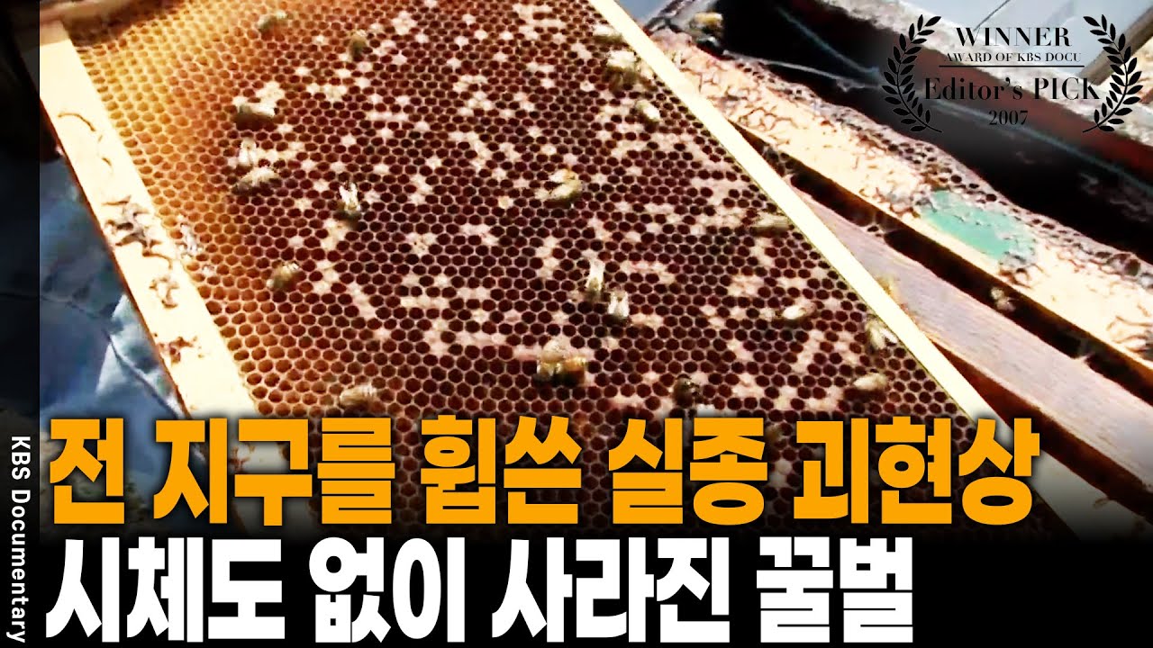 시체 없는 실종... 사상 초유의 꿀벌 엑소더스! 전 세계 꿀벌 실종 사건의 범인을 찾아서 [Editor's PICK] | KBS 20071028 방송