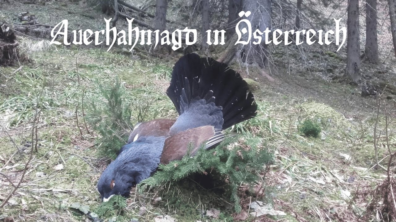 Auerhahnjagd in Österreich
