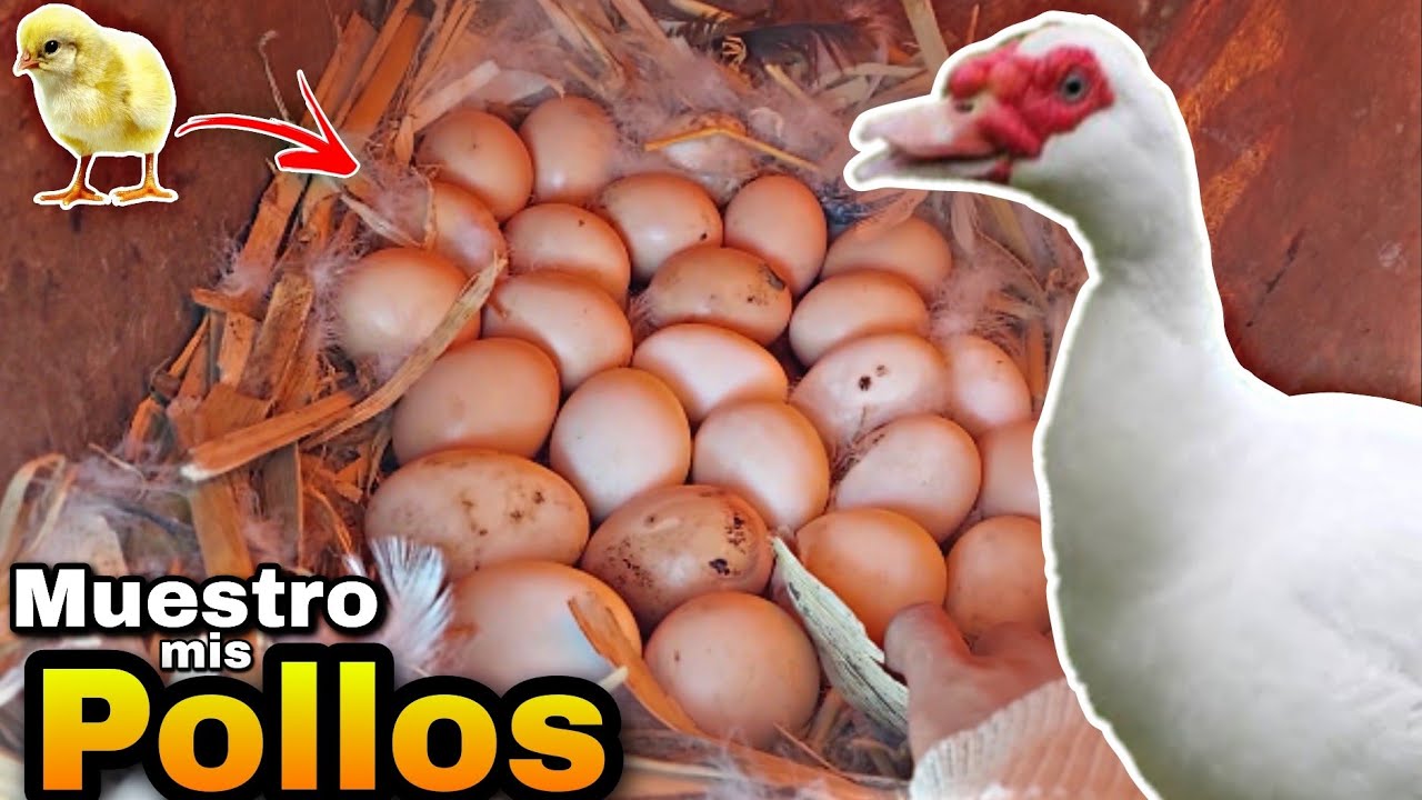 Hago que un Pato Incube Huevos de GALLINA!!