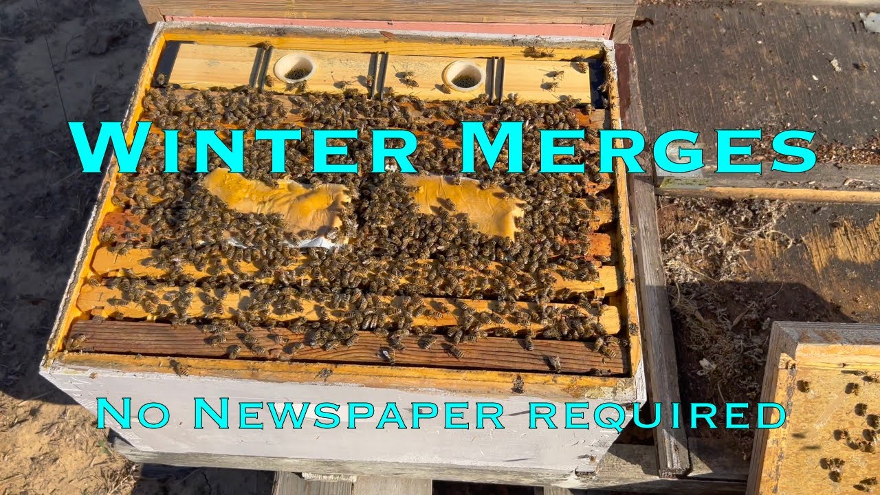 Winter Merges - No Newspaper Method for Merging Commercial Honey Bee Colonies