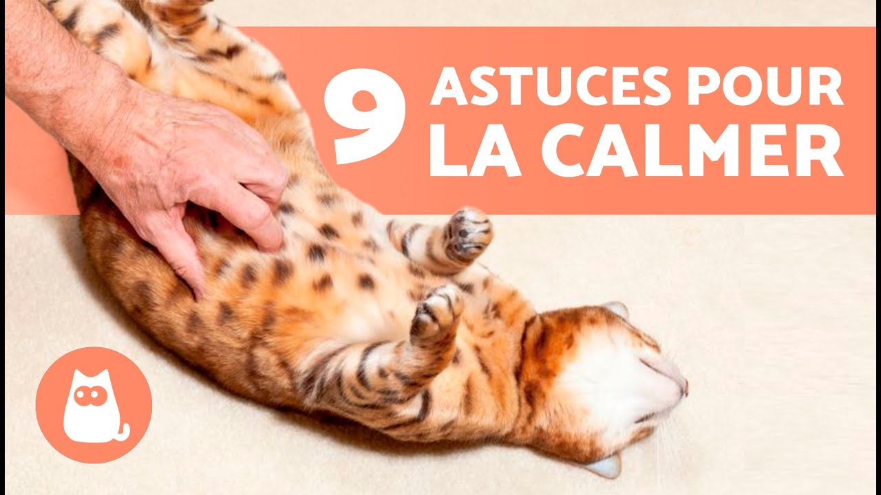 Comment CALMER les CHALEURS d'un CHAT FEMELLE 🐱 Peut-on STÉRILISER une CHATTE en CHALEUR ?