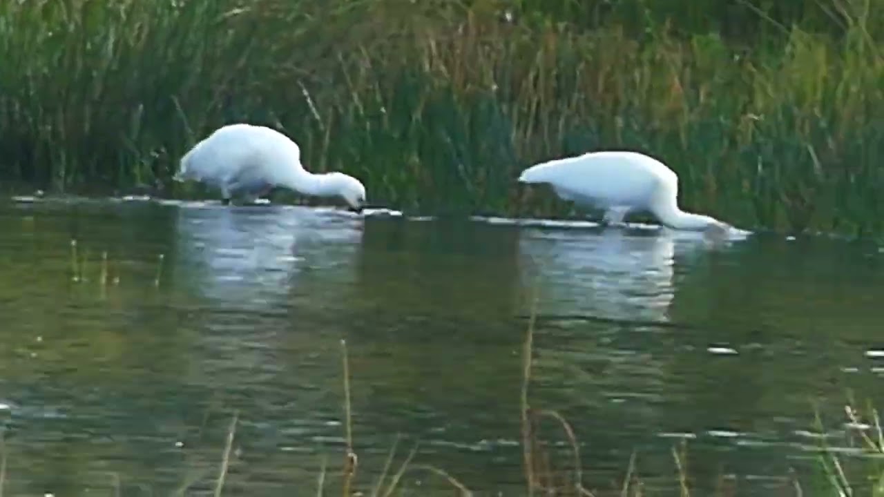 240731 Lepelaars in Boerenveensche Plassen, Drenthe.