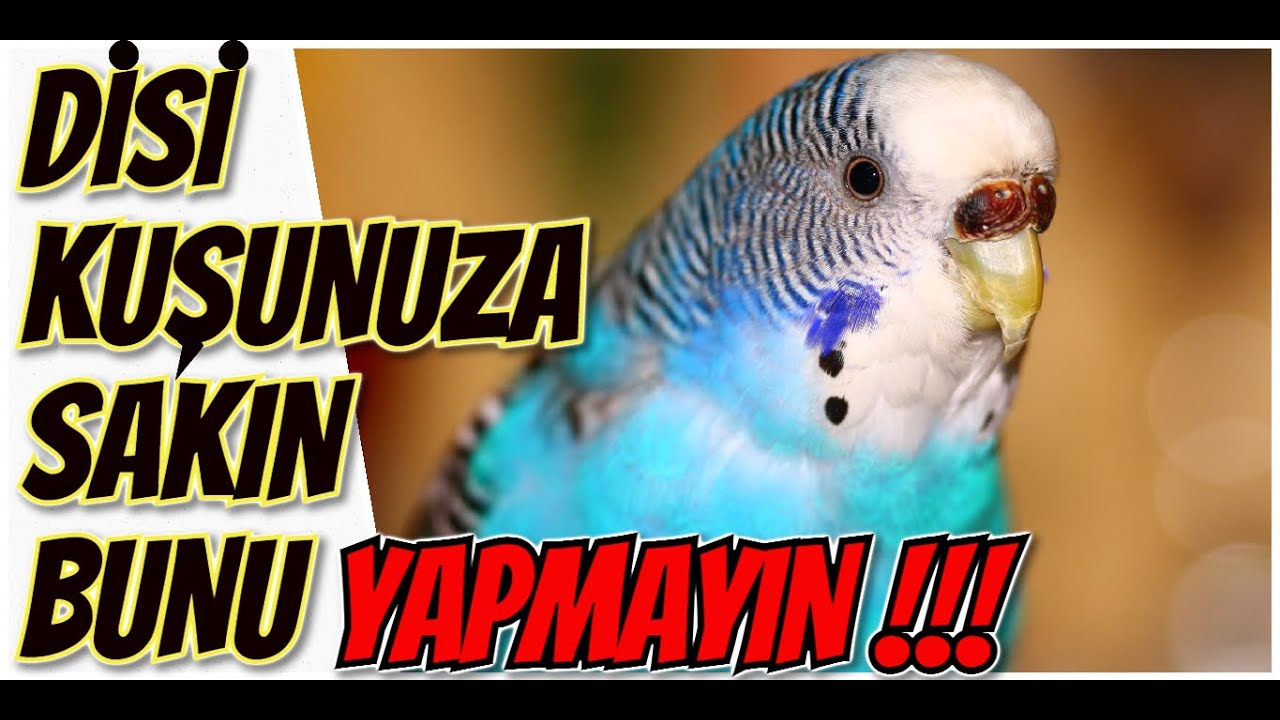 DİŞİ KUŞUNUZA SAKIN 