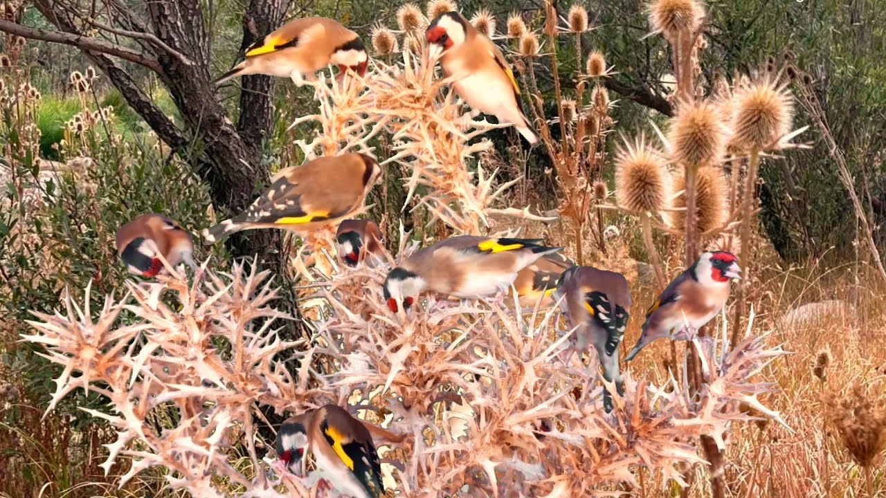 بتبتة الحسون تحفيز الحسون على التغريد والهيجان علاج صمت الحسون goldfinch stimulation #birds 