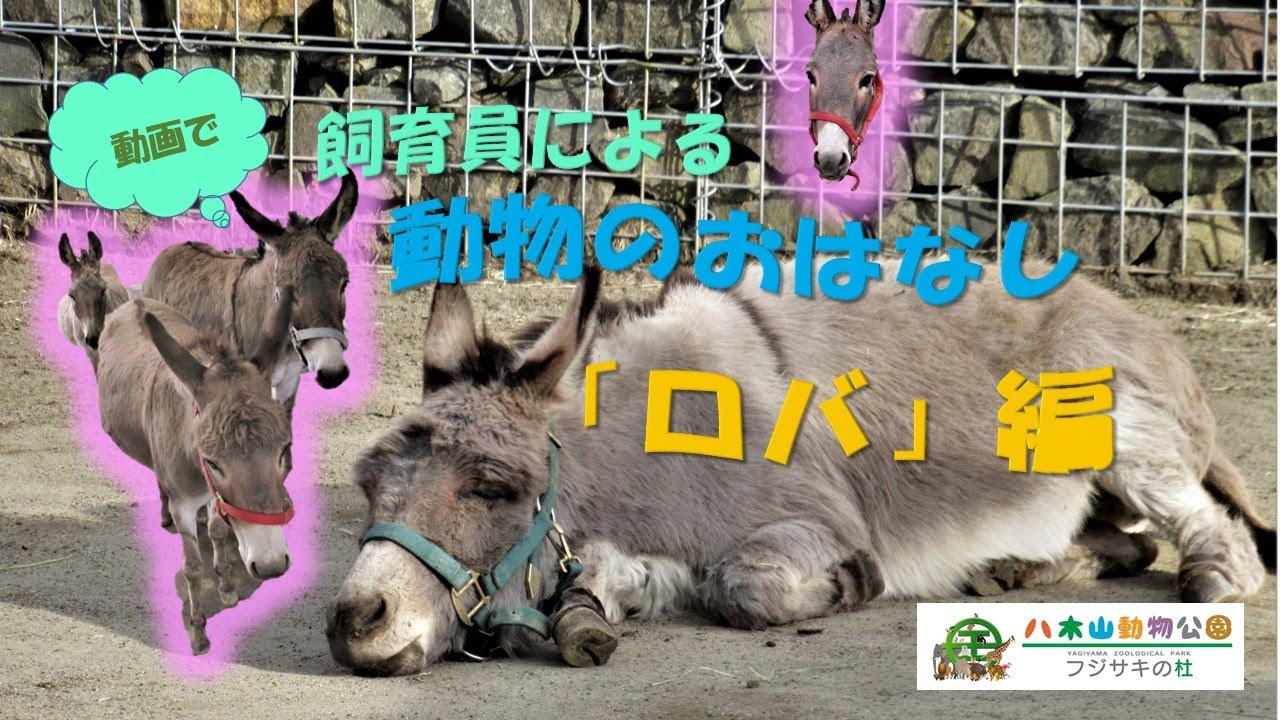 飼育員による動物のおはなし「ロバ」編