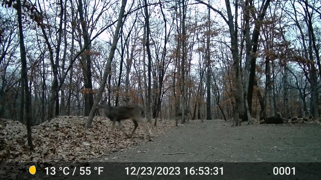 The Deer 2136