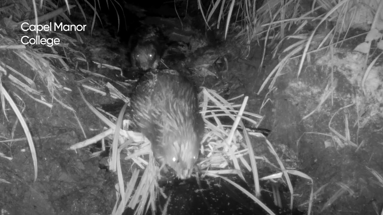 Insight into the life of the Enfield beavers