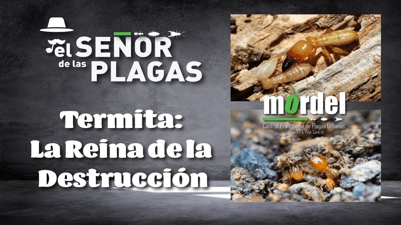 El Señor de las Plagas // Termita: La Reina de la Destrucción
