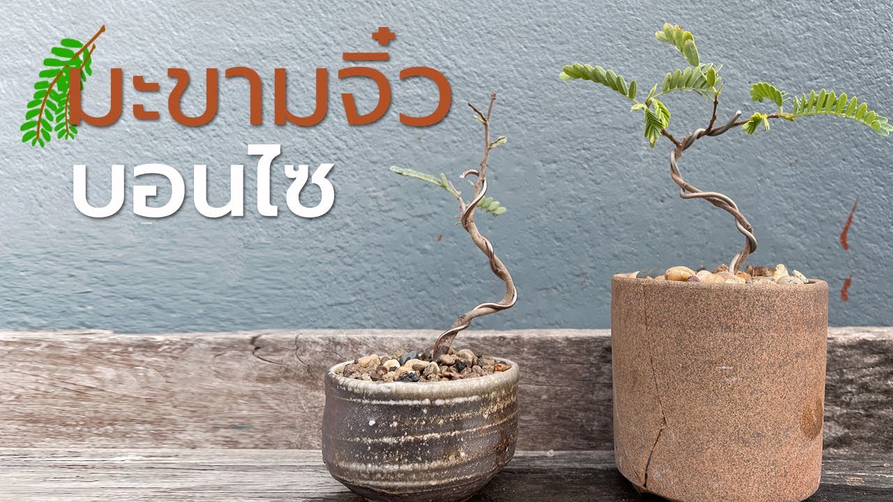 มะขามในกระถางจิ๋ว | Tamarind bonsai