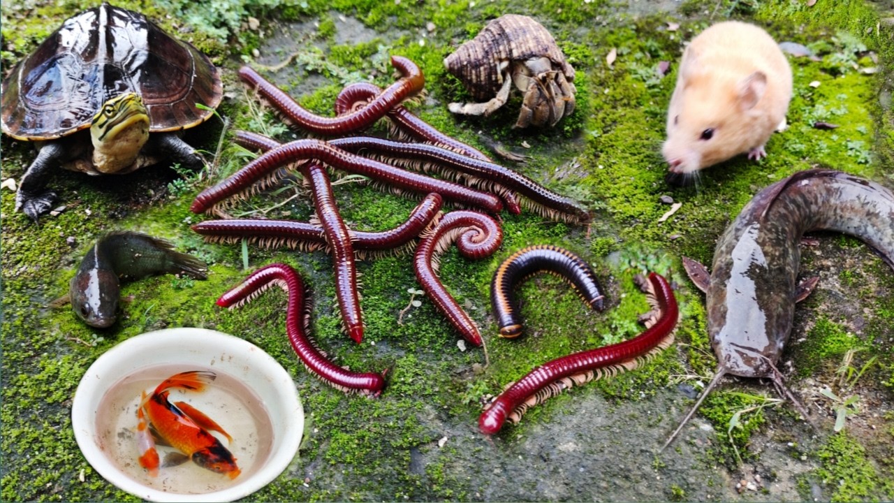 Hunting millipede dan ikan betok, ikan koi, ikan komet, hamster, ikan lele, kura-kura, kaki seribu