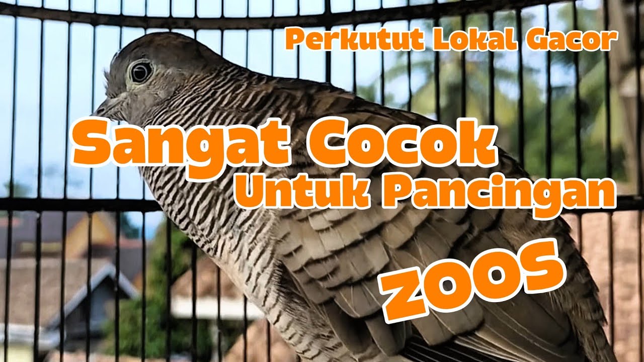 Suara Perkutut Lokal Gacor MANGGUNG Lama Cocok Untuk Pancingan Agar Kutut Ikut Bunyi