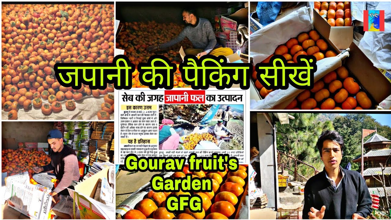जापानी फल की पैकिंग सीखे | Persimmon fruit packing | GFG Chhurla #japani #persimmon #fruit #ramfal