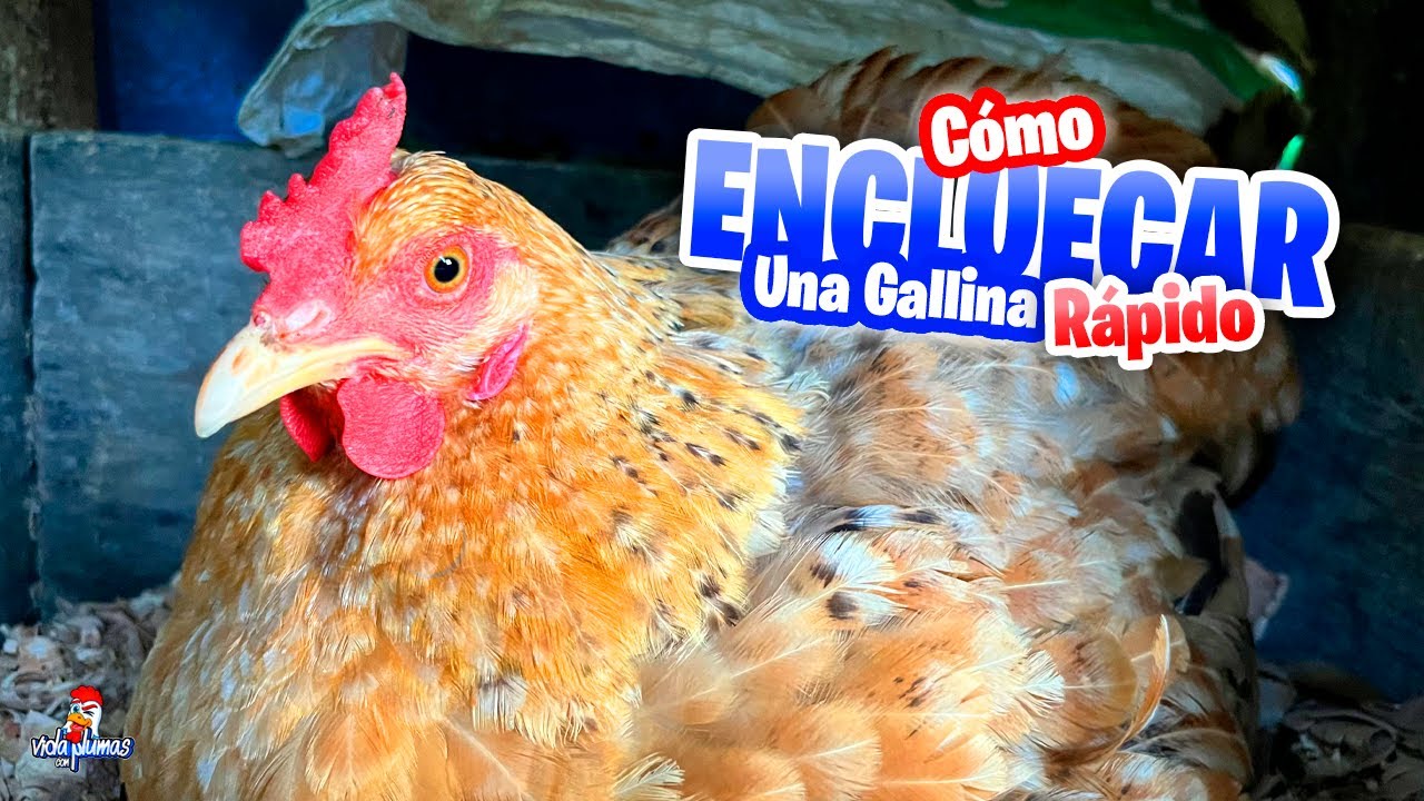 Cómo Encluecar una Gallina FACIL y RAPIDO 😱 En 4 Días