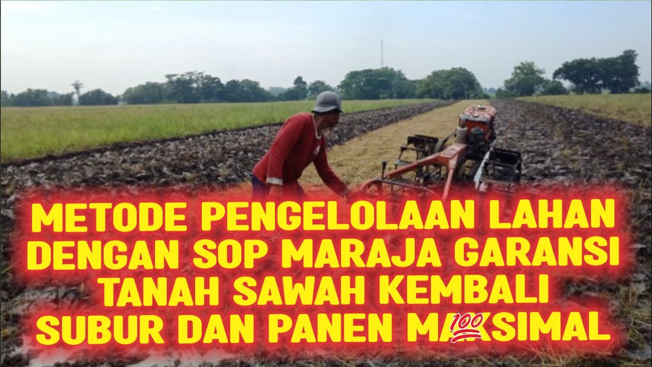 METODE PENGOLAHAN LAHAN DENGAN SOP MARAJA GARANSI TANAH SAWAH KEMBALI SUBUR DAN PANEN PADI MAKSIMAL
