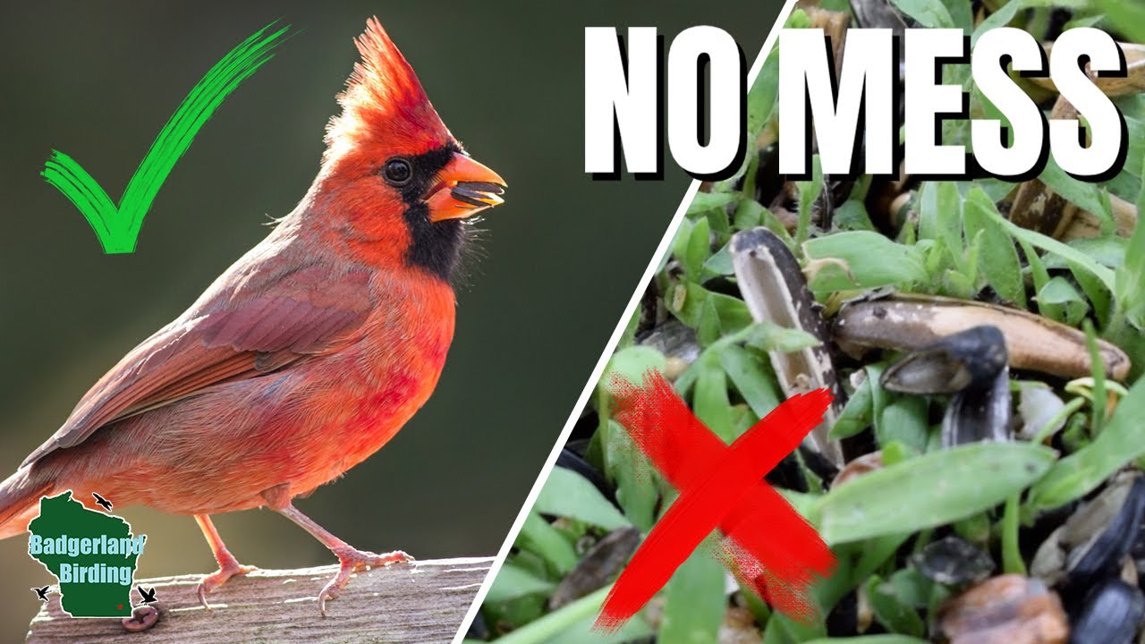 How to Stop Bird Seed Mess Forever! (5 Simple Fixes)