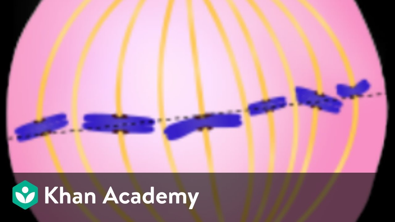 Mitosis | Cell Cycle and Cell Division | Biology | Khan Academy
