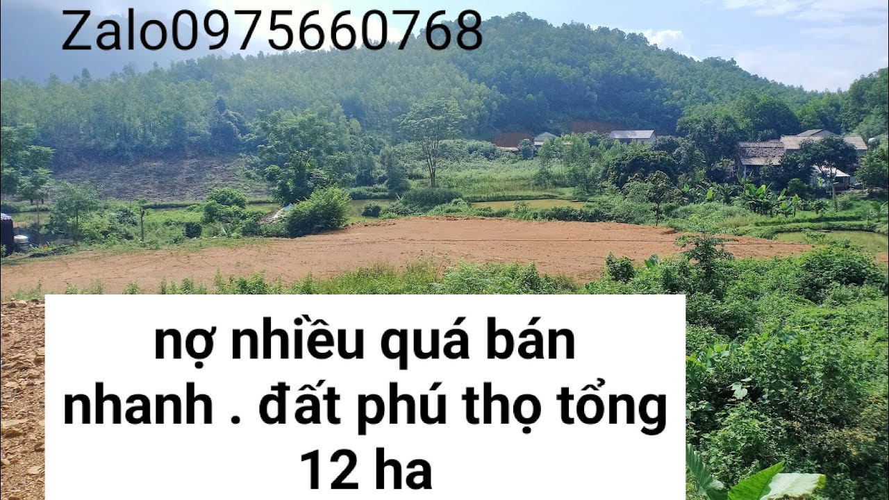 bán đất trả nợ.Đất cực rẻ phú thọ tổng 12ha#batdongsan #datnghiduong #datrungsanxuat #dattrangtrai