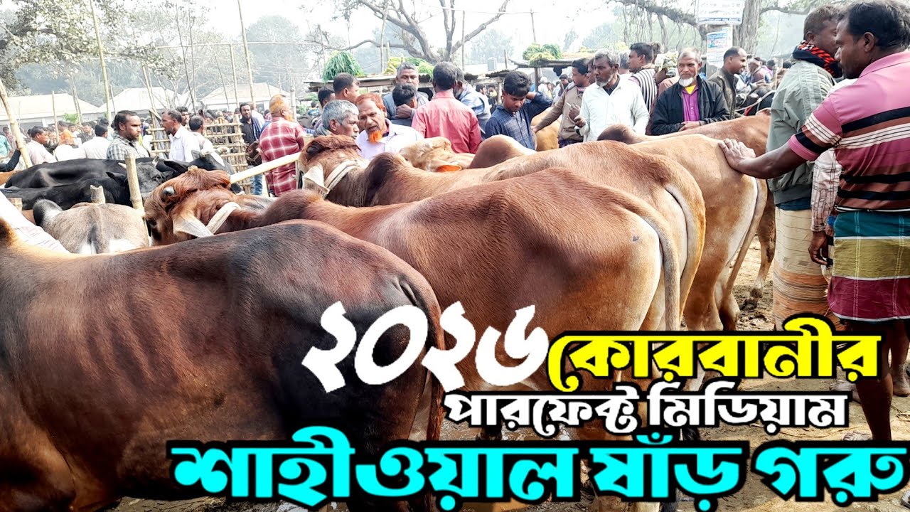 ১৩ ফেব্রুয়ারি ২০২৬ | মিডিয়াম দাতাল শাহিওয়াল বসুনিয়া হাটে | Cow market