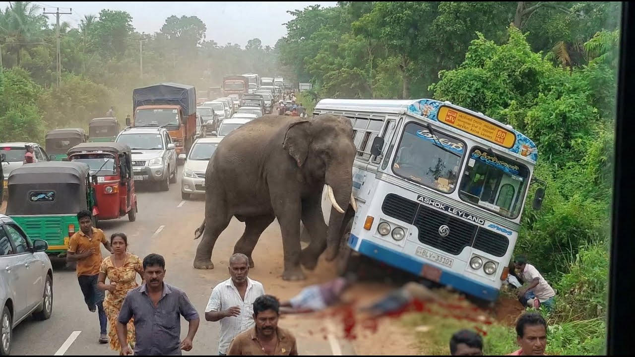 Terrifying Encounter: Roadside Elephant Attacks Tourist Van #elephantattack  #elephant