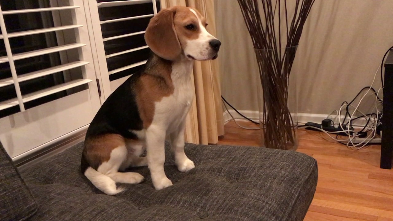 Beagle puppy alarmed by thunderstorm