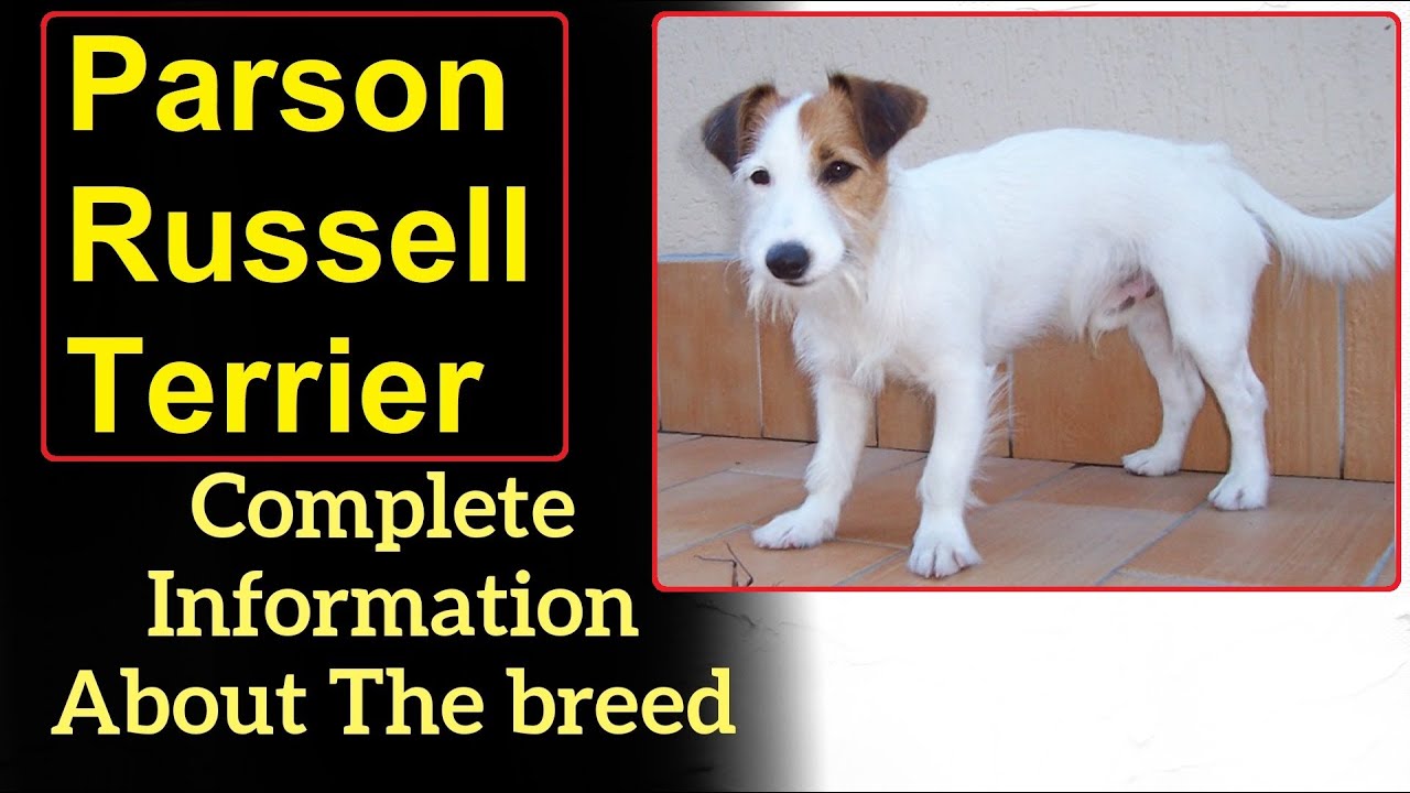 Parson Russell Terrier. Pros and Cons, Price, How to choose, Facts, Care, History