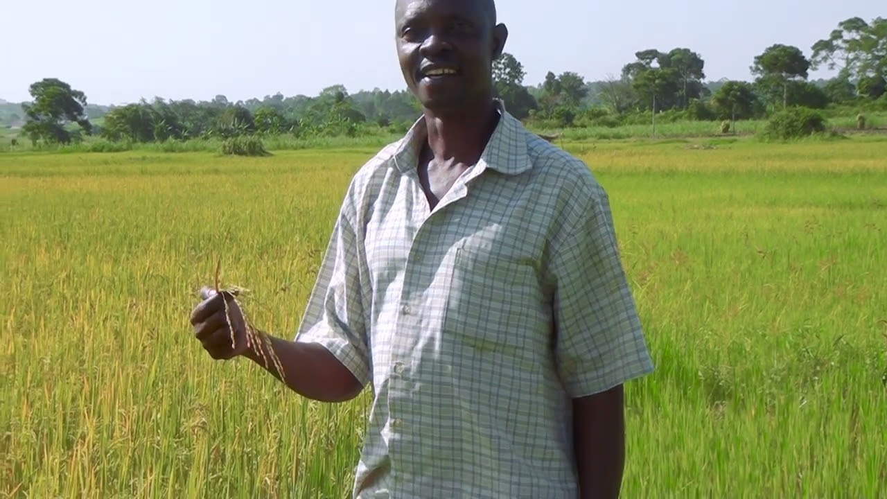 BUGADDE SACCO AT BUGGADE BRANCH