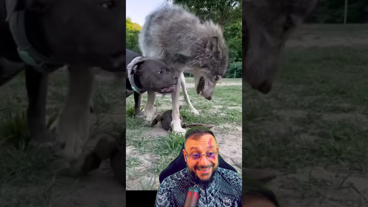 Pitbull X Lobo? Será?