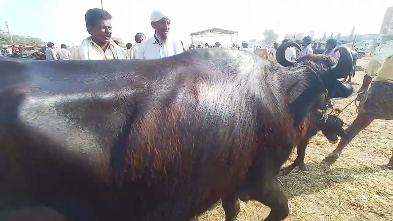 Video 1 | పెబ్బేరు శనివారం గేదెల సంత 🐃 | భారీ ధరలు, రైతుల చర్చ | Pebbair Buffalo Market Today