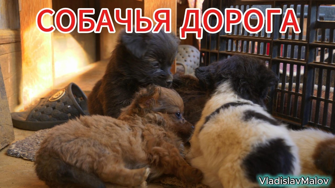 СОБАЧЬЯ ДОРОГА