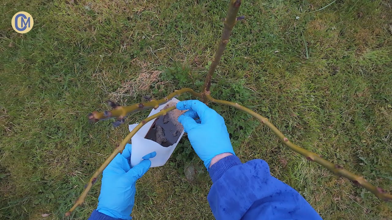 Poplar propagates, Paulownia & Slugs | Remedies