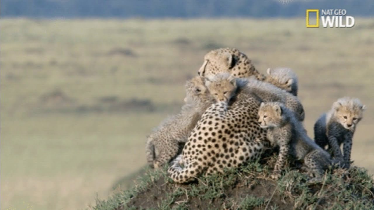 AFRICK&Eacute; KOČKY - The african big wild cats