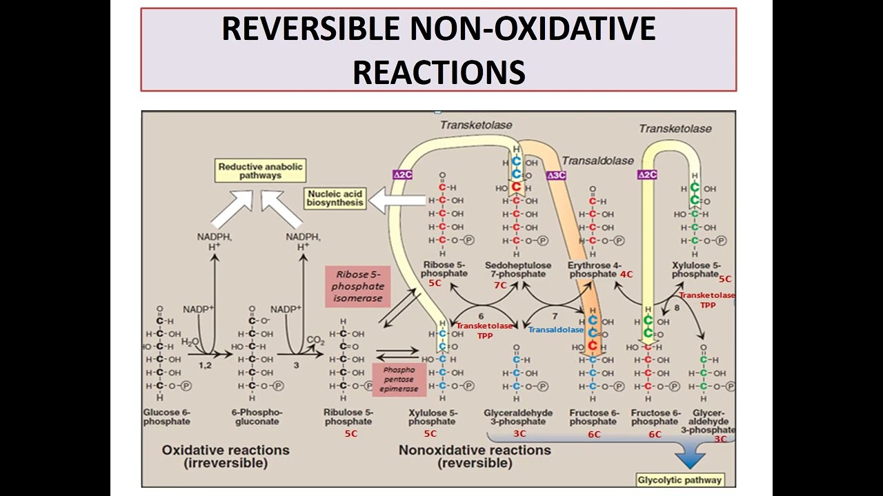 Pentose phosphate pathway